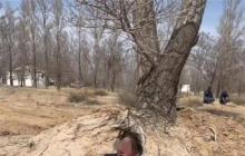 水务公司回应万亩林场主跪地求供水 水的盐分过高不利于浇树！