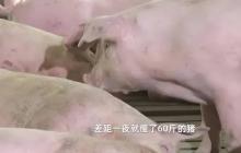 警方回应生猪一夜“暴瘦”60多斤 警方回应！